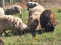 公羊, Racka sheep — 照片 3
