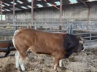 Bull, Partenaise cattle — photo 4