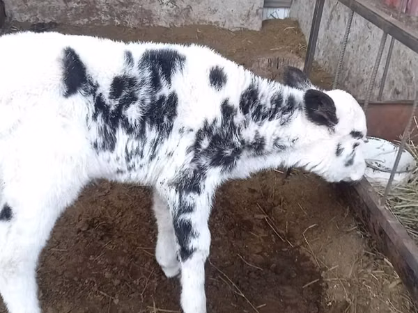 Cow, Holstein breed