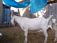 公山羊, Saanen goat — 照片 7