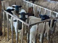 Carnero, Dorper sheep — foto 1