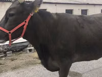 Ng'ombe jike, Ala-Tau breed — picha 1