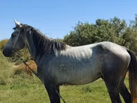 Horse (M), Mustang — photo 2