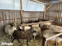 كبش, Merino sheep — الصورة 6