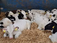 أبقار (دفعة، الجنس غير محدد), Simmental cattle — الصورة 7