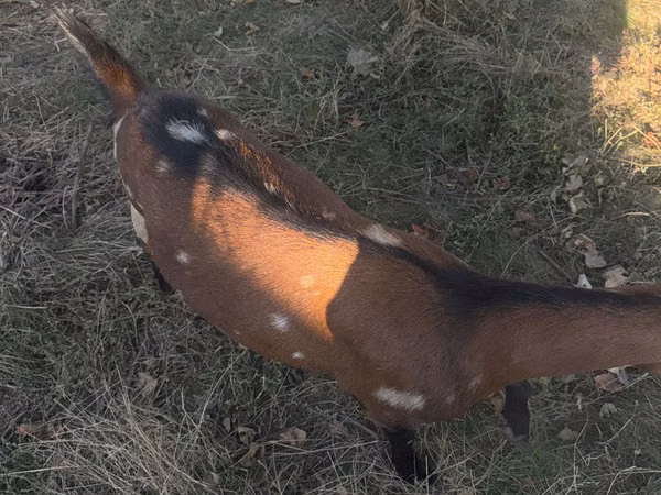 عنزة, Alpine goat