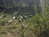 Geese — photo 3