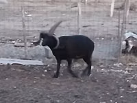 كبش, Shetland sheep — الصورة 2