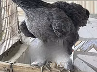 Brahma — photo 2