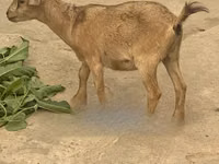 Goat, West African dwarf goats — photo 2