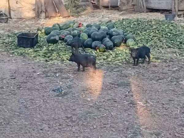 Schweine (Partie, Geschlecht nicht angegeben), 