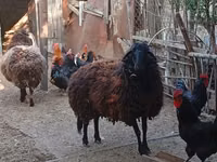 母羊, Karabakh sheep — 照片 2