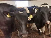 Ng'ombe dume, Simmental cattle — picha 8
