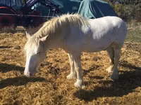 Farasi dume, Gypsy horse — picha 4