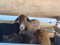 Kondoo jike, Arabi sheep — picha 1