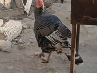 Broad Breasted Nyeupe — picha 3