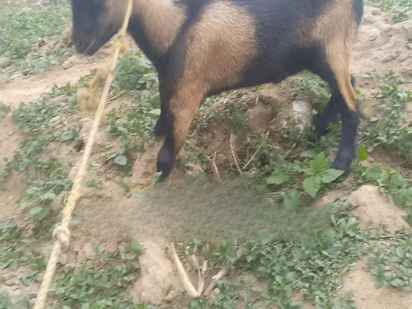Ziegenbock, Ziegen