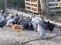 Guinea fowl — Foto 7