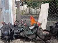 Australorp — picha 4