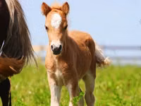 Pferde (Partie, Geschlecht nicht angegeben), Shetland Pony — Foto 7