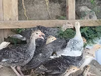 Turkeys — picha 5