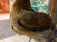 Araucana — Foto 2