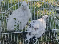 Blanco — foto 4
