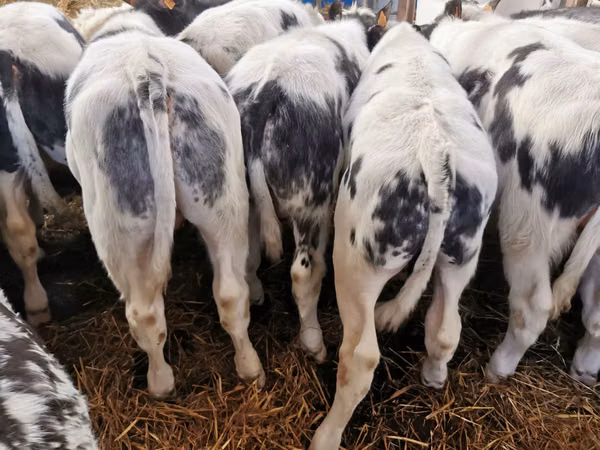 Ng'ombe (kikundi, jinsia haijatajwa), Russian Black pied cattle