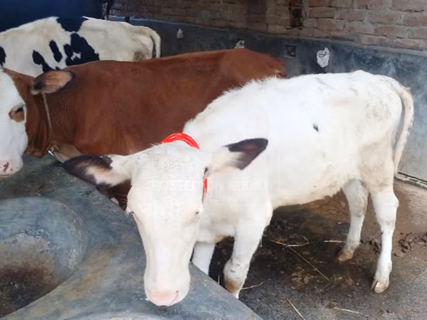 गाय, बिफालो