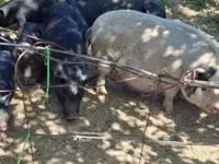 Boar — photo 1