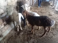 Ram, Rhon sheep — photo 4