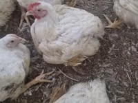 Chickens — Foto 1