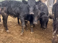 Bulle, Aberdeen-Angus — Foto 5
