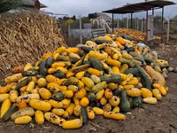 Продаю тыкву для плацынт или для жывотных 5 тон оптом — Foto 3