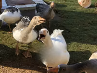 Geese — Foto 6