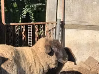 绵羊（批次，未指定性别）, Cameroon sheep — 照片 2