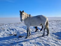 Caballo, Alter Real — foto 3