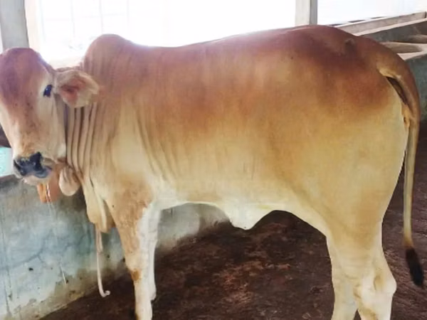 Vaca, Cebú de Azerbaiyán