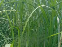 Nappier Grass for Livestock on Sale — फ़ोटो 1