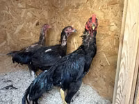 Chickens — picha 3