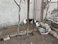 Chickens — foto 1