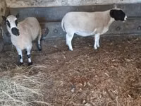 Carnero, Dorper sheep — foto 5
