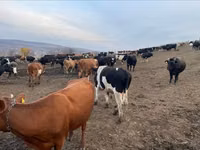 Bull, Russian Black pied cattle — photo 1