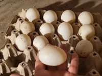 Ducks — फ़ोटो 4