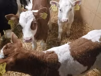 牛只（批次，未指定性别）, Cattle — 照片 2
