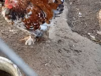 Bantam Pekín — foto 1