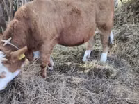 Toro, Simmental cattle — foto 1