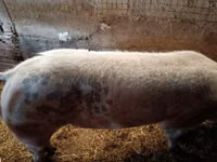Eber, Schweine — Foto 3