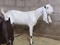 Cabra, Kamori goats — foto 1