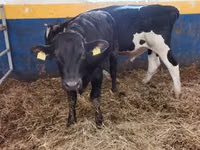 Ng'ombe dume, Simmental cattle — picha 3